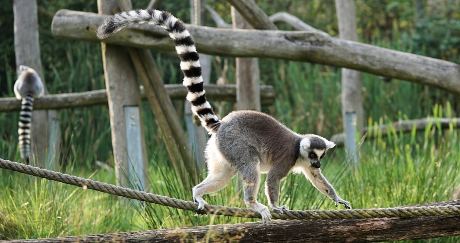 ring-tailed-lemur-2934627_1280