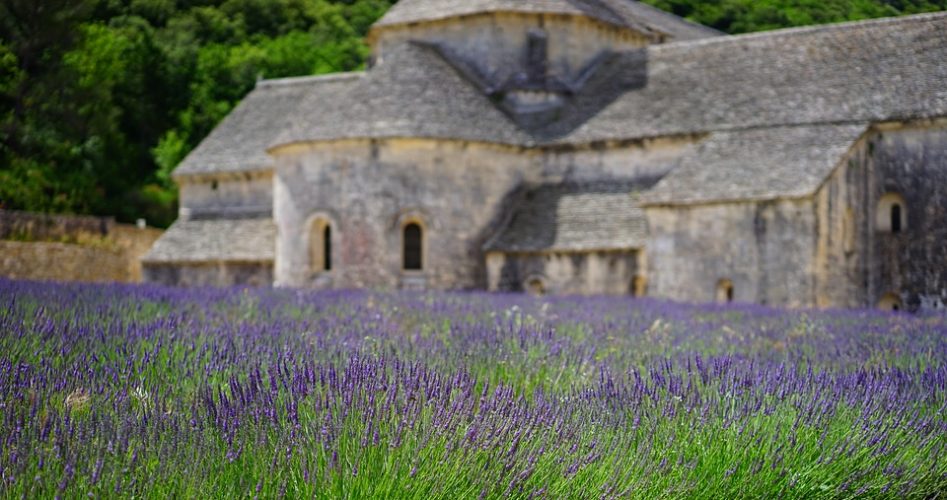 lavender