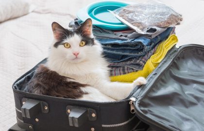 Cat sitting in the suitcase