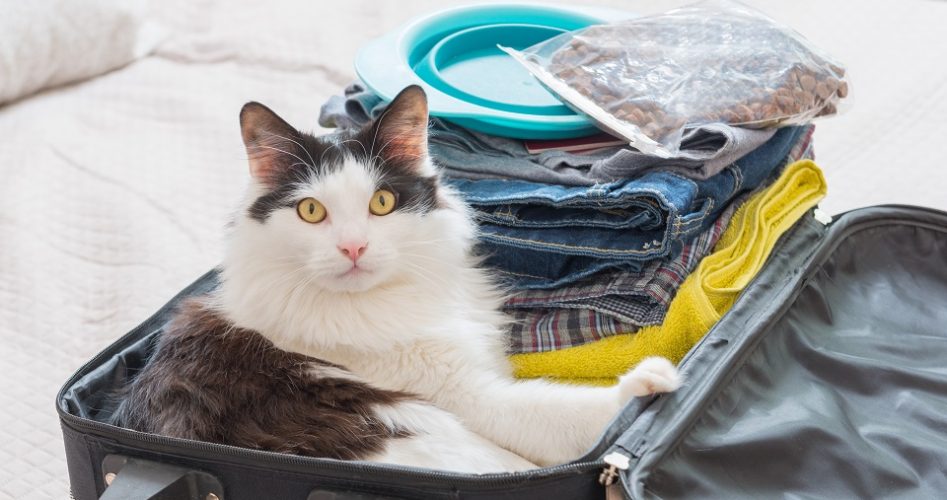 Cat sitting in the suitcase