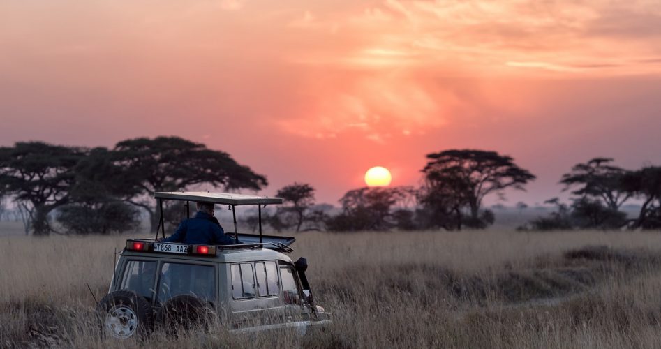 safari