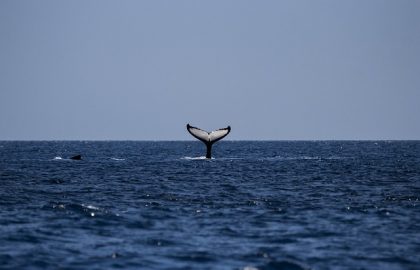 safari Baleine à Sainte-Marie et Nosy Be (1)
