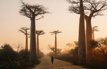 baobab de Madagascar