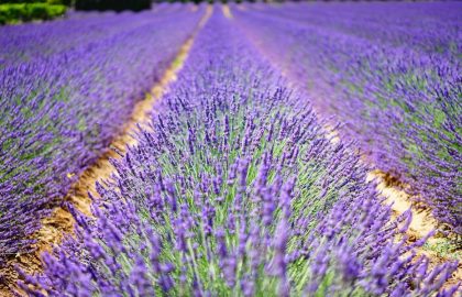 provence