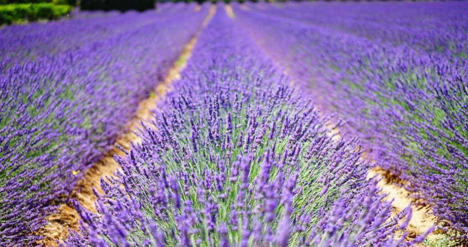 provence